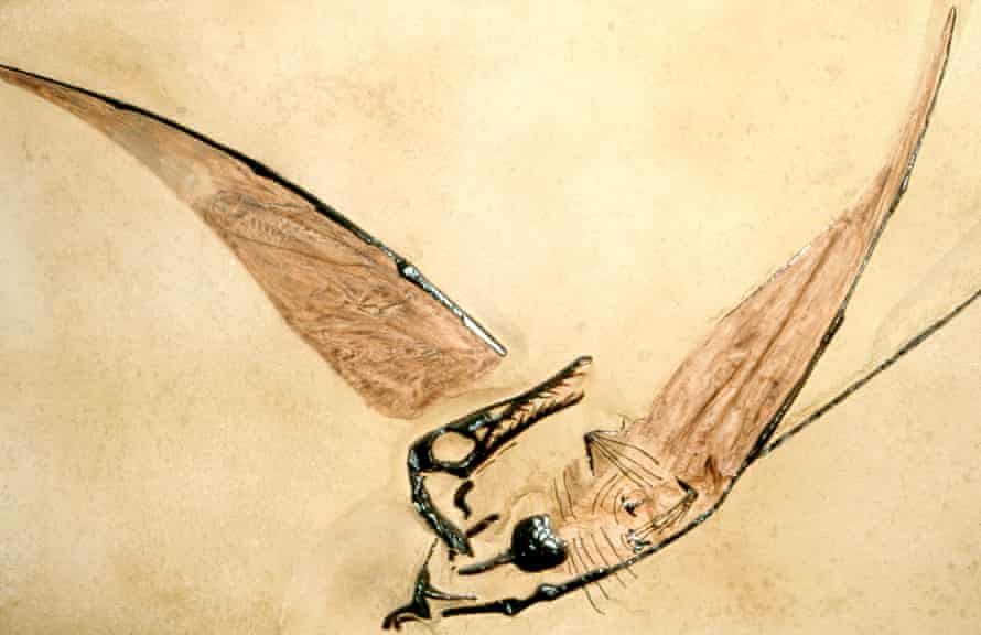 Jurassic pterosaurların fosili.