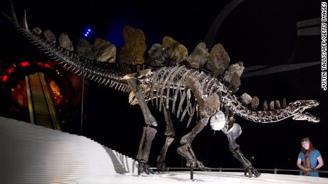 Yeni keşfedilen Stegosaurus fosili dünyanın en eskisi
