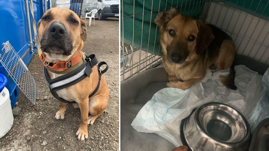 Bir hayvan derneği, savaşın parçaladığı Ukrayna’da açlıktan sağ kurtulan 100’den fazla barınak köpeğinin Polonya sınırına taşındığını söyledi.