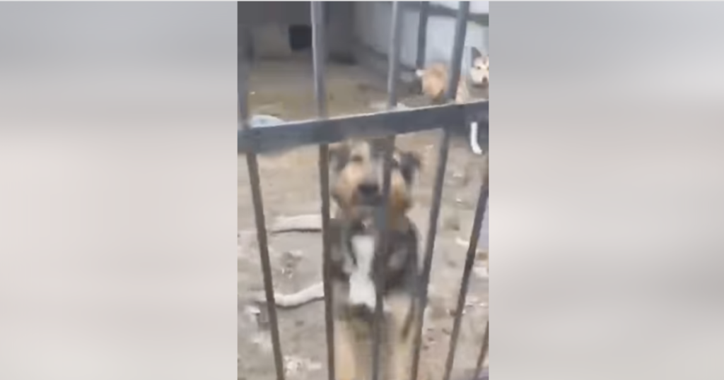 Bir yardım kuruluşu, savaş nedeniyle haftalarca yiyecek ve su verilmeyen Ukrayna’daki bir barınakta 300’den fazla köpeğin ölü bulunduğunu söyledi.