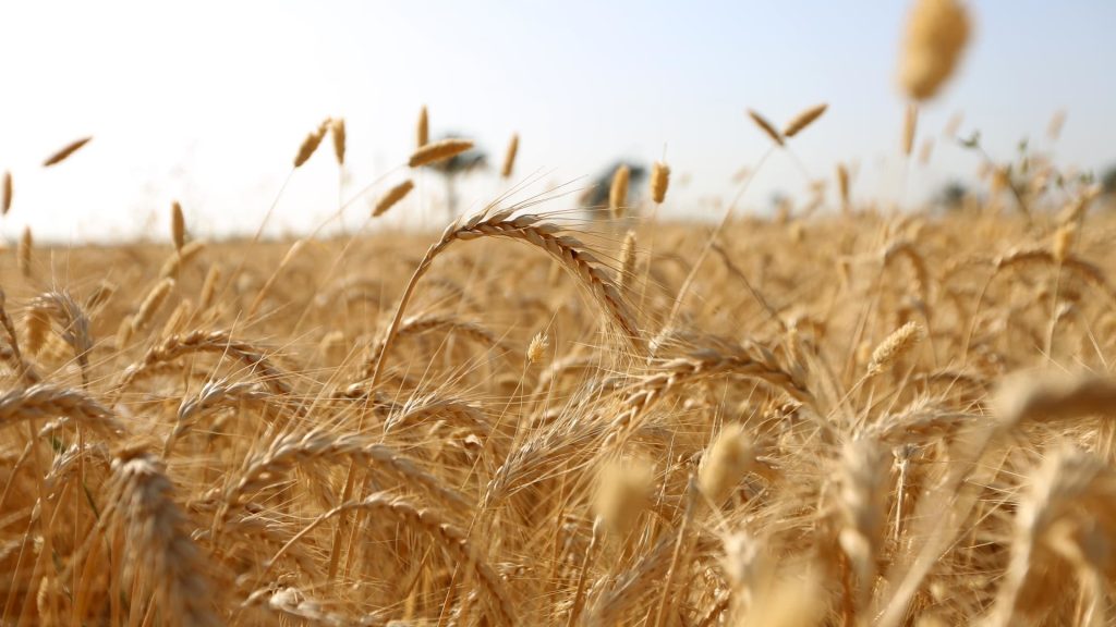 ABD ve Avrupa, Hindistan'ın buğday ihracatını yasaklamasının ardından gıda zincirlerini iyileştirecek