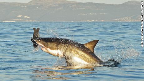 Büyük beyaz köpekbalığı Cape Town sularında gerçekten kayboldu mu?