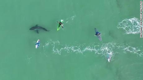Sörfçülerin drone video gösterileri  Büyük beyaz köpekbalığı ile çok yakın karşılaşma  