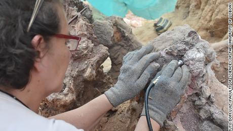 Araştırma, Portekiz'in Pombal bölgesindeki omurgalıların fosil kayıtlarının önemini doğrulamaktadır.