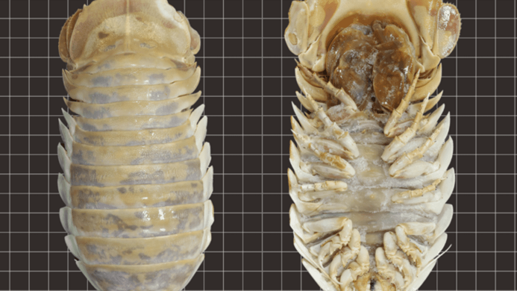 Meksika Körfezi'nde devasa bir derin deniz böceği - ere, isopod - keşfedildi
