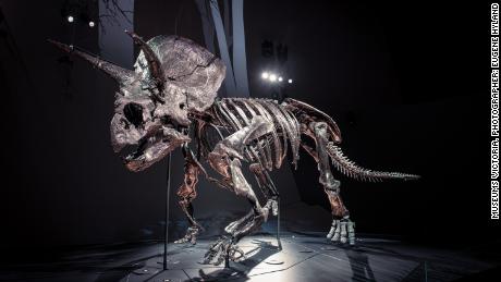 Dünyada bulunan en eksiksiz Triceratops fosillerinden biri olan Horridus'a merhaba deyin
