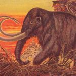 Yünlü mamut geri döner.  Onları yemeli miyiz?