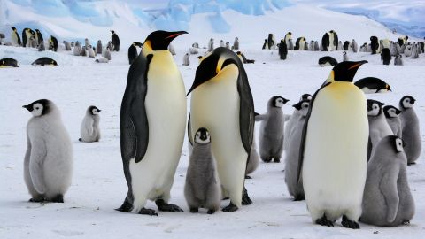 İmparator penguenler, birçok kolonide Antarktika Yarımadası'nda yaşıyor.