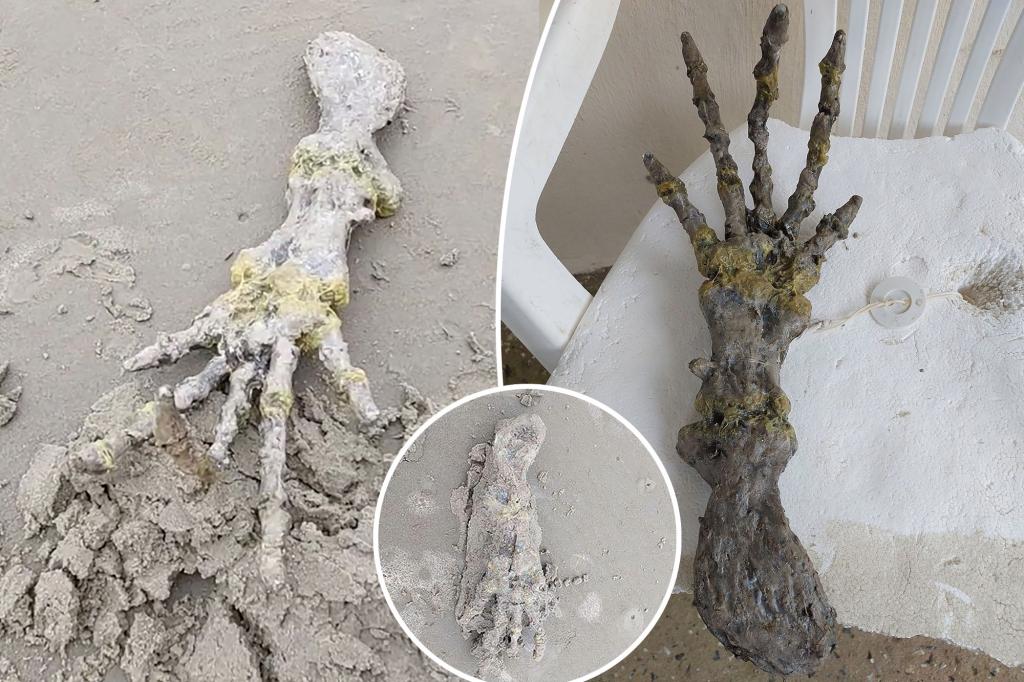 Şok olmuş bir çift, sahilde bir "yabancı el" keşfeder: "ET'nin kemiklerine benziyorlar!"